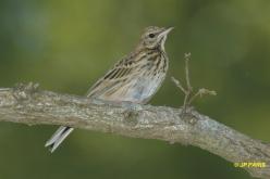 Pipit des arbres